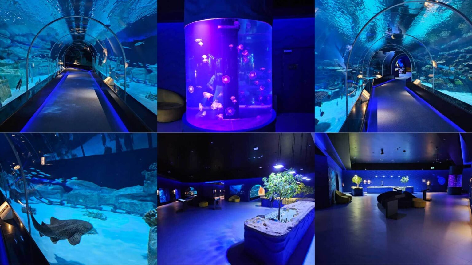 Six side by side photos of the completed aquariums in the Hamad Port Visitors Center, Qatar